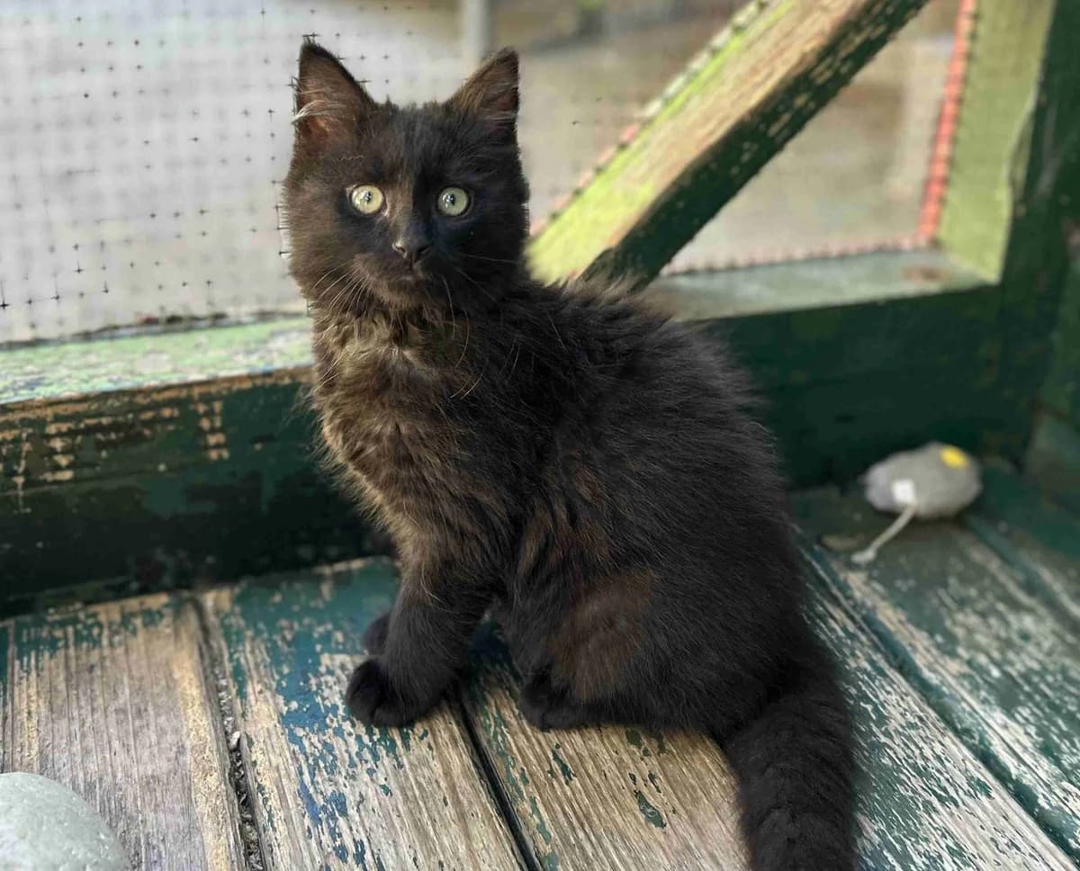 Raven, Noir mi-angora male puppy European Shorthair for adoption at SPA Lorient, Lorient