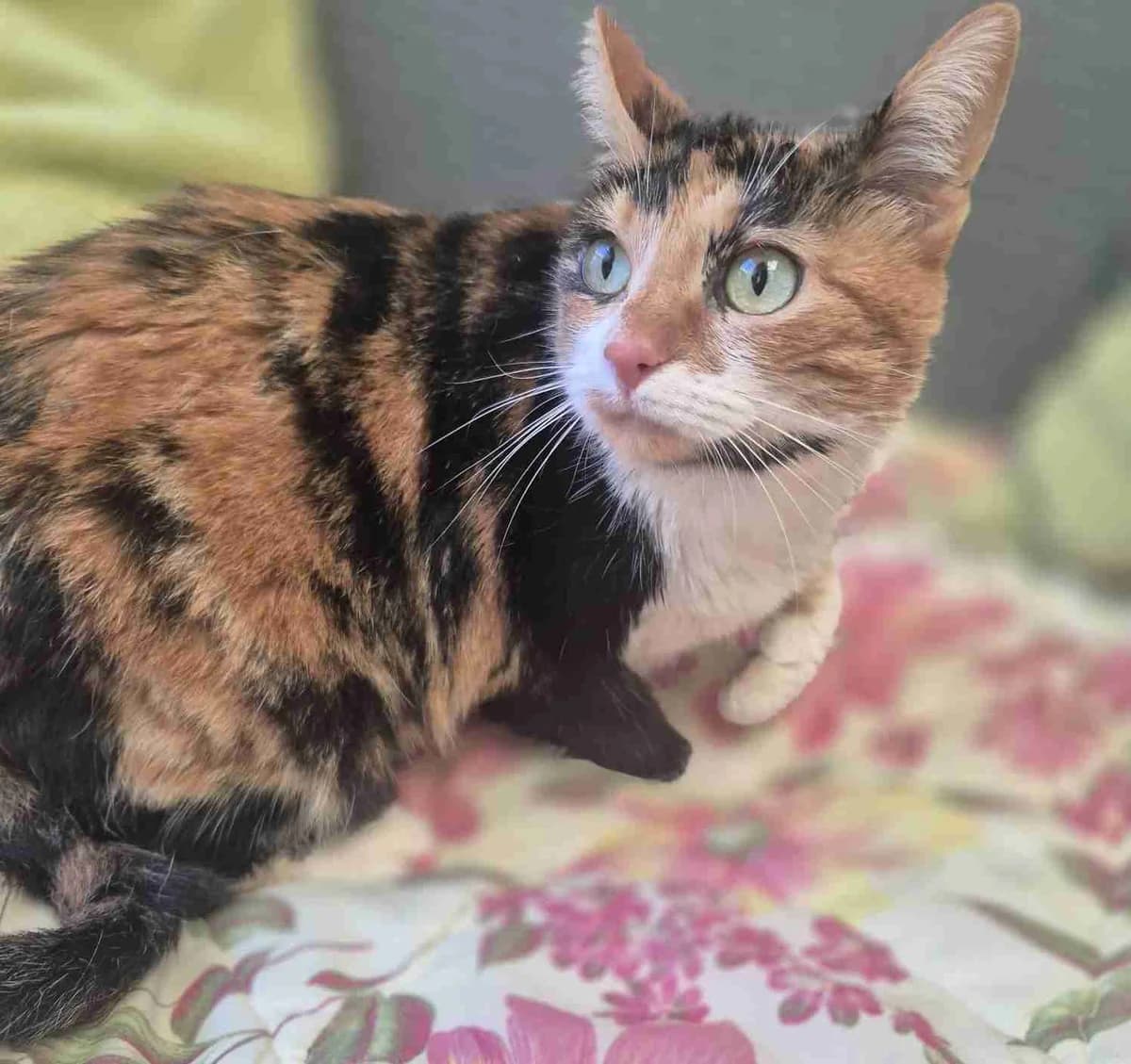 Rita, Tricolore female European Shorthair for adoption at SPA Lorient, Lorient