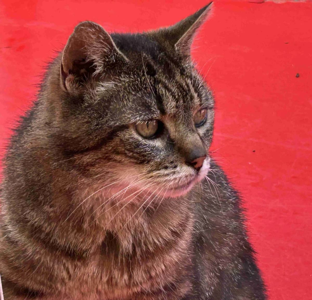 Savannah, Tigrée female senior European Shorthair for adoption at SPA Lorient, Lorient
