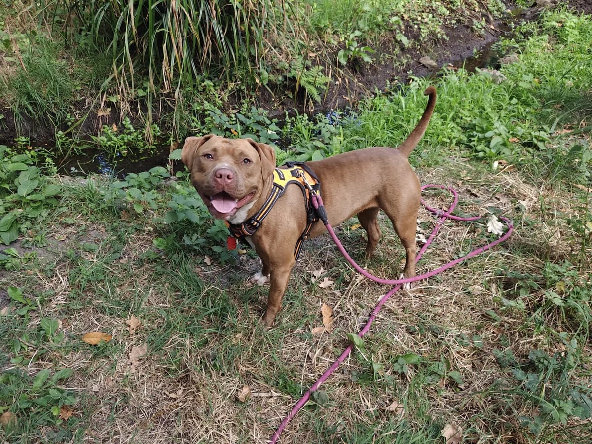 Senja, Marron et Blanche female 3yo Staffordshire Bull Terrier for adoption at SPA Lorient, Lorient