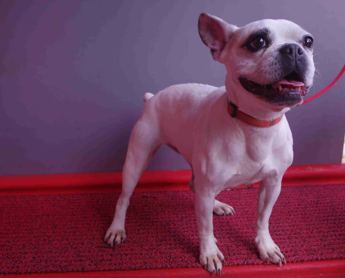 Shatta, Crème female 7yo French Bulldog for adoption at SPA Lorient, Lorient
