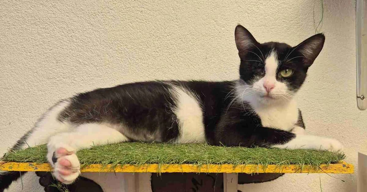 Solène, Noire et blanche female young European Shorthair for adoption at SPA Lorient, Lorient