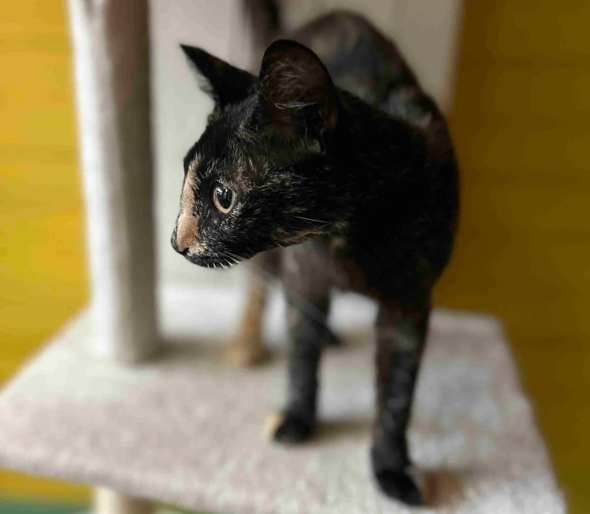 Sora, Ecaille de tortue female European Shorthair for adoption at SPA Lorient, Lorient