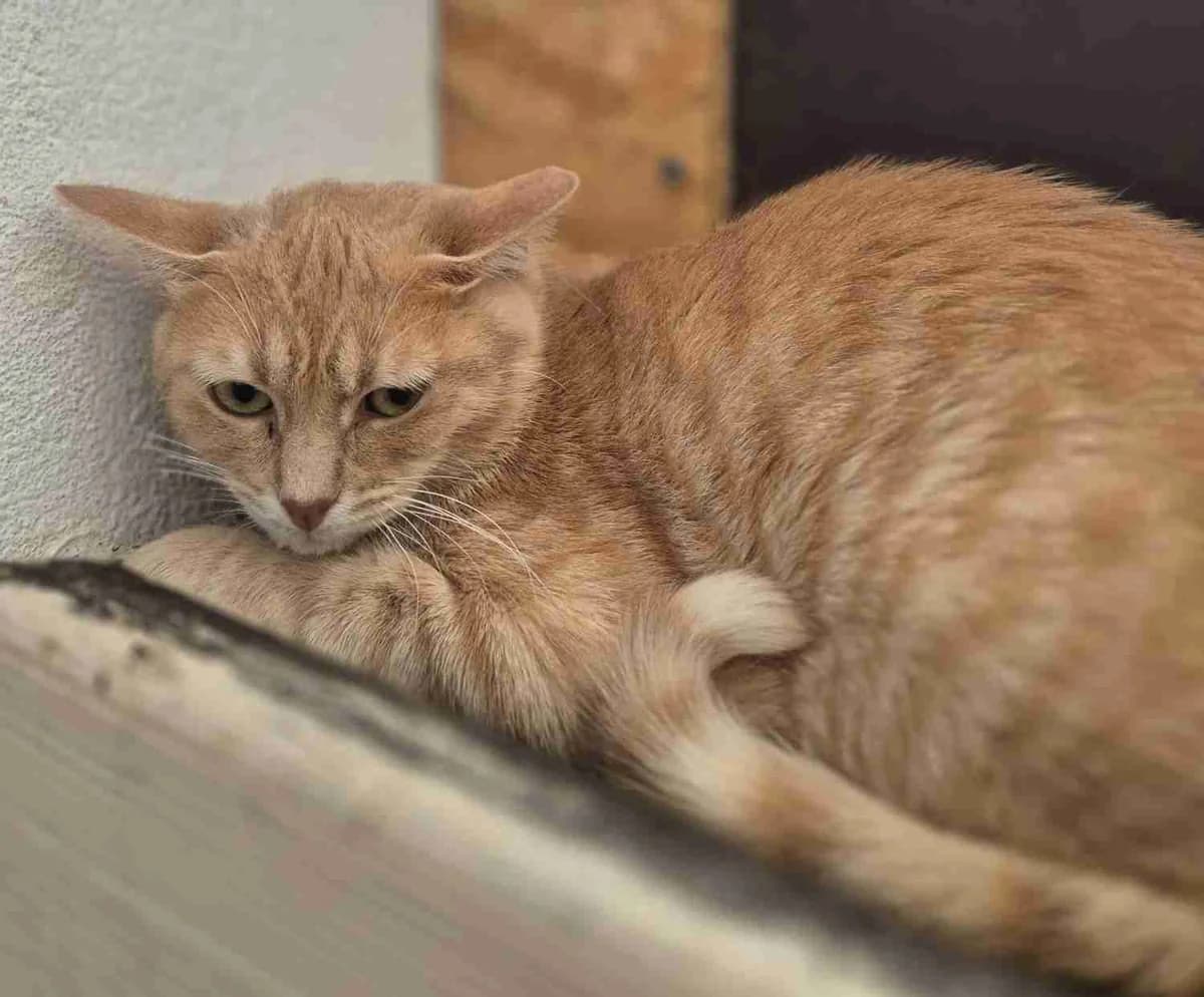 Summers, Roux male young European Shorthair for adoption at SPA Lorient, Lorient