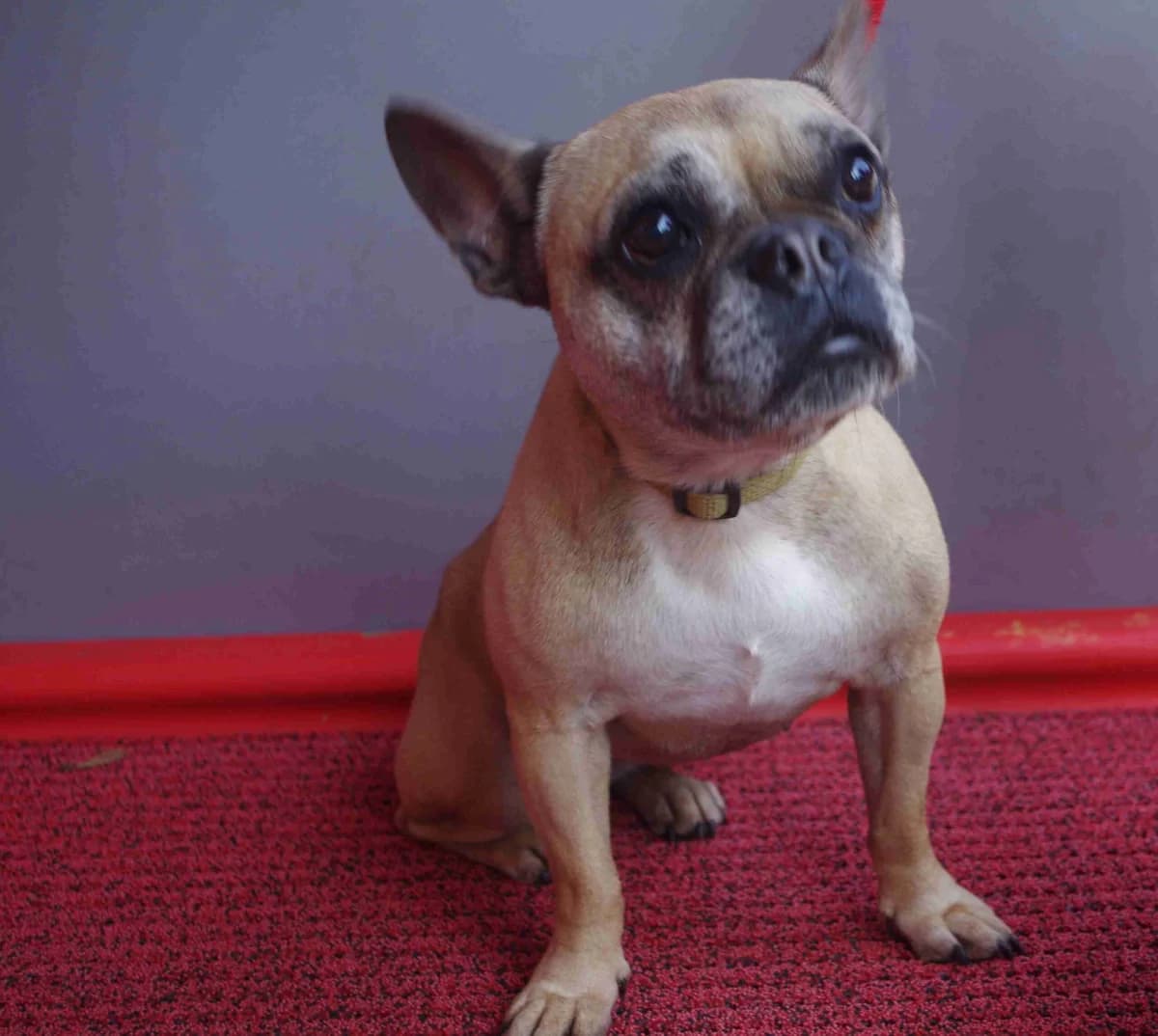 Tara, Fauve female 7yo French Bulldog for adoption at SPA Lorient, Lorient