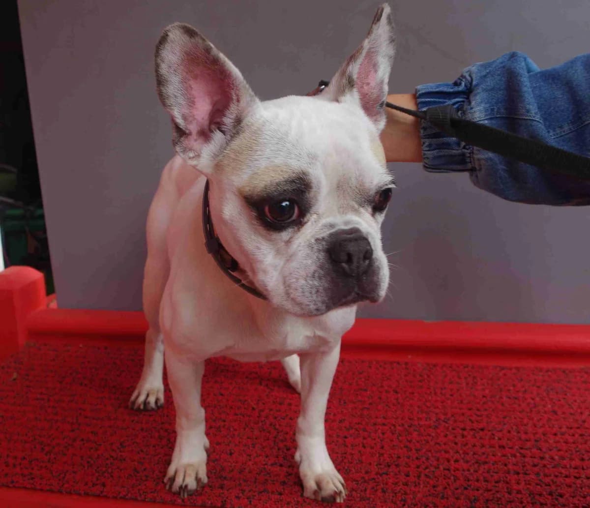 Tara et Shatta, Blanche et crème 7yo French Bulldog for adoption at SPA Lorient, Lorient