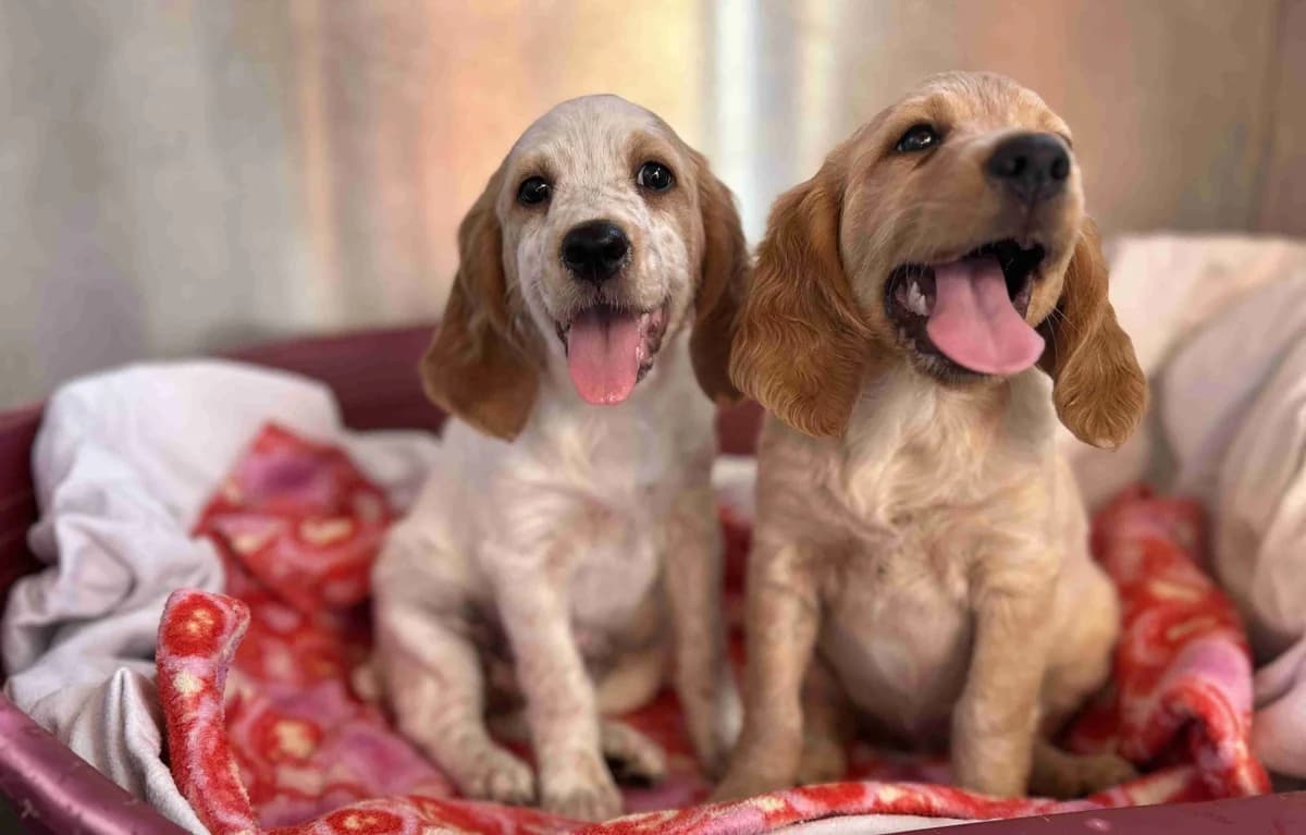 Thelma et Louise, Blanches et marrons puppy Brittany Spaniel for adoption at SPA Lorient, Lorient