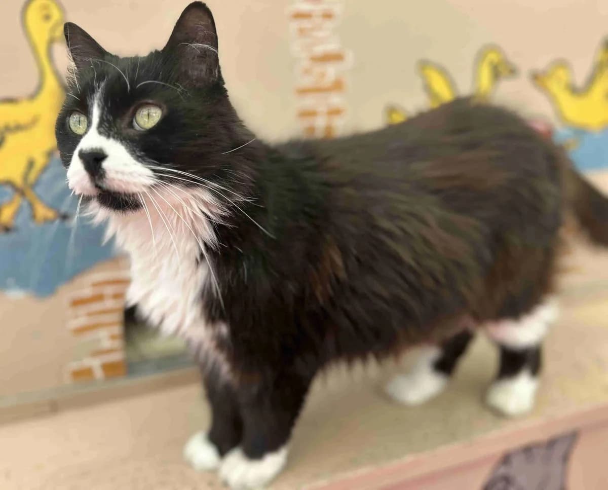 Titi, Noir et blanc mi-angora male 5yo European Shorthair for adoption at SPA Lorient, Lorient