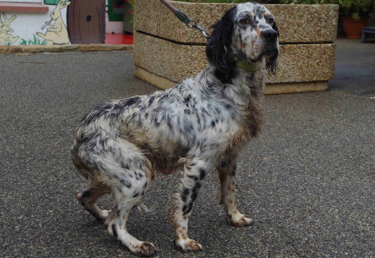Tito, Blue belton male 4yo English Setter for adoption at SPA Lorient, Lorient