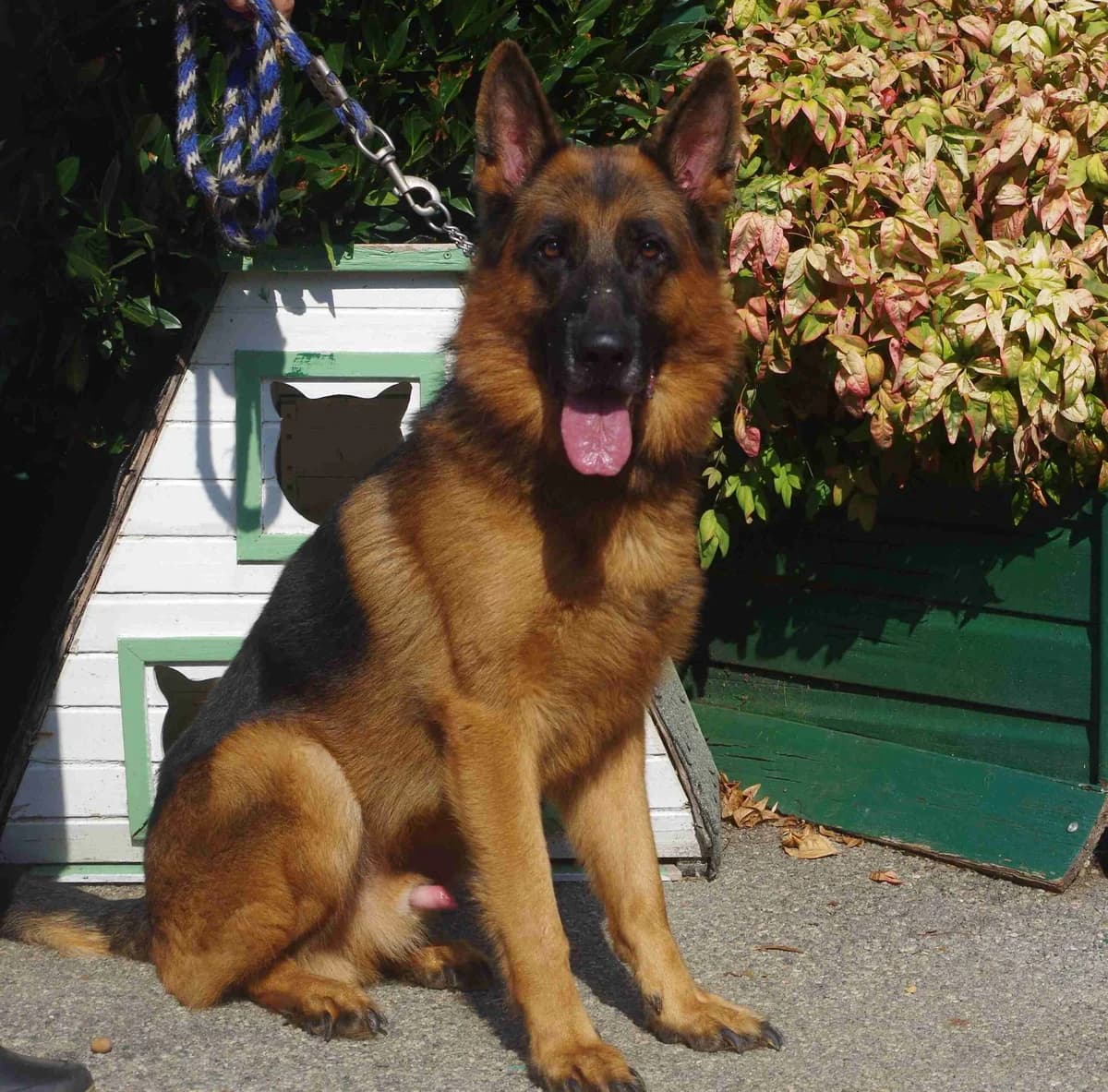 Udo, Noir et feu male 3yo German Shepherd for adoption at SPA Lorient, Lorient
