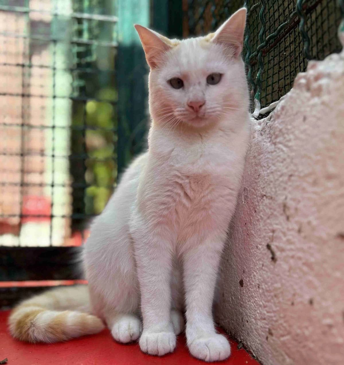 Upper, Blanc male 4yo European Shorthair for adoption at SPA Lorient, Lorient