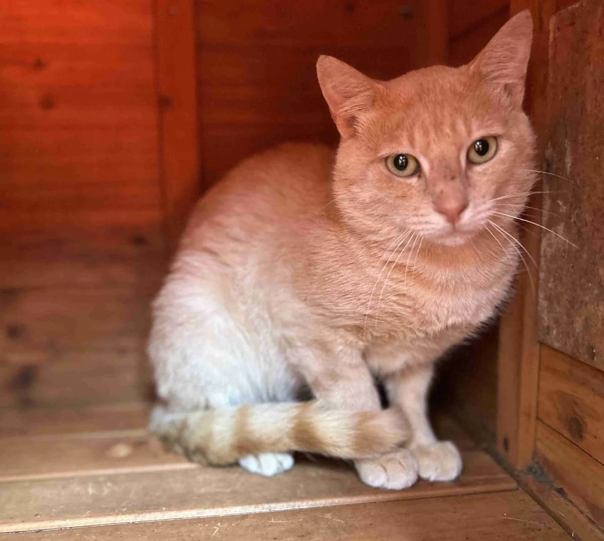Upsy, Roux tabby male 4yo European Shorthair for adoption at SPA Lorient, Lorient