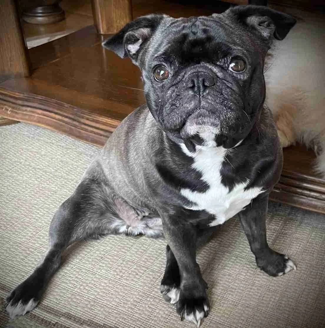 Ursula, Noire un peu bringée et blanche female 3yo Pug for adoption at SPA Lorient, Lorient