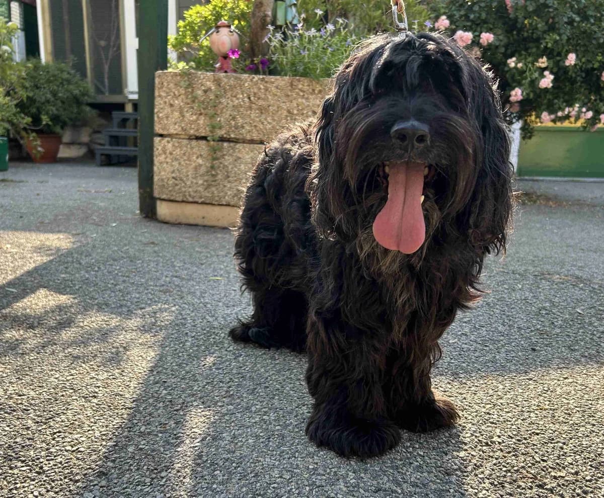 Voltaire, Noir male senior mixed breed for adoption at SPA Lorient, Lorient