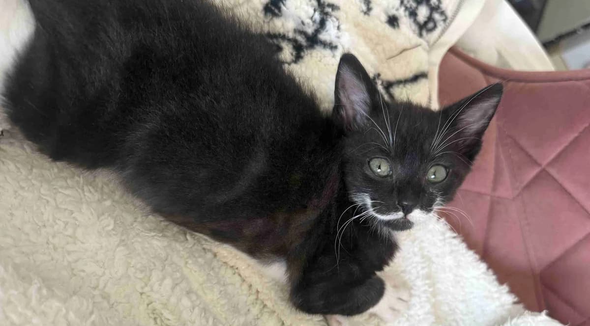 Yop, Noir et blanc male European Shorthair for adoption at SPA Lorient, Lorient