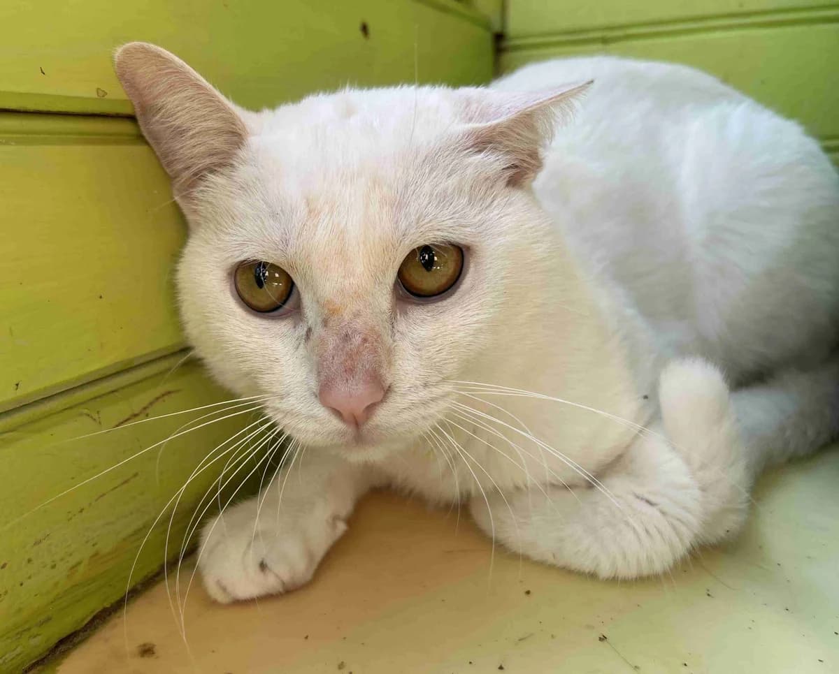 Yuki, Blanc male 3yo European Shorthair for adoption at SPA Lorient, Lorient