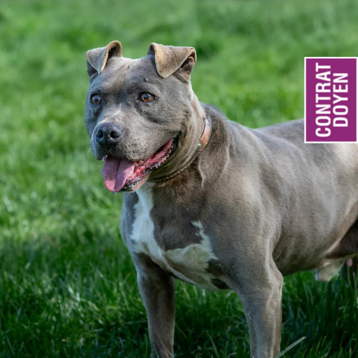 Jackson, male senior Mixed Breed for adoption at SPA Lorraine Amance, Amance