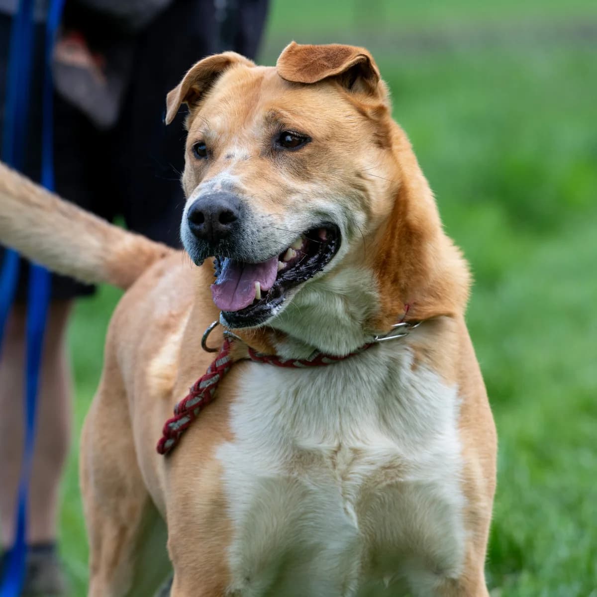Tiger, male senior Mixed Breed for adoption at SPA Lorraine Amance, Amance