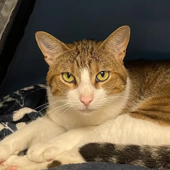 Saya, female 5yo European Shorthair for adoption at SPA Lorraine Amance, Amance