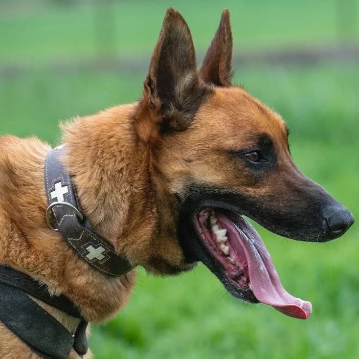 Rocky, male 4yo Belgian Malinois for adoption at SPA Lorraine Amance, Amance