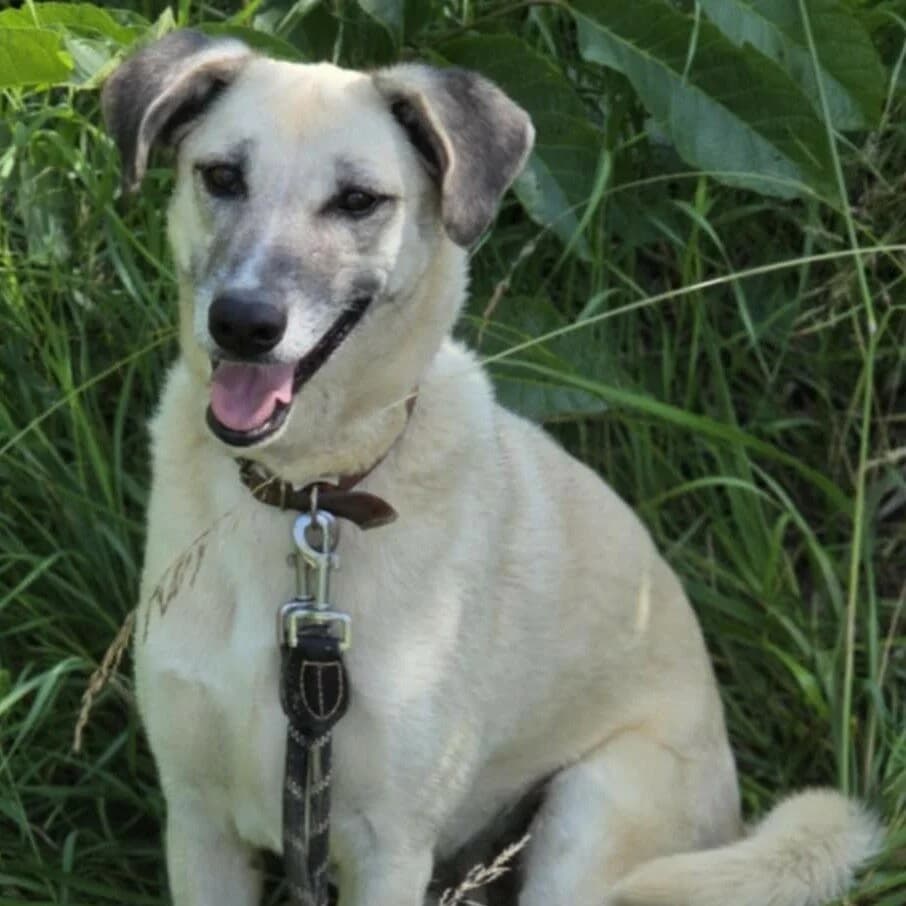 Fanny, female 6yo mixed breed for adoption at SPA Lorraine Amance, Amance