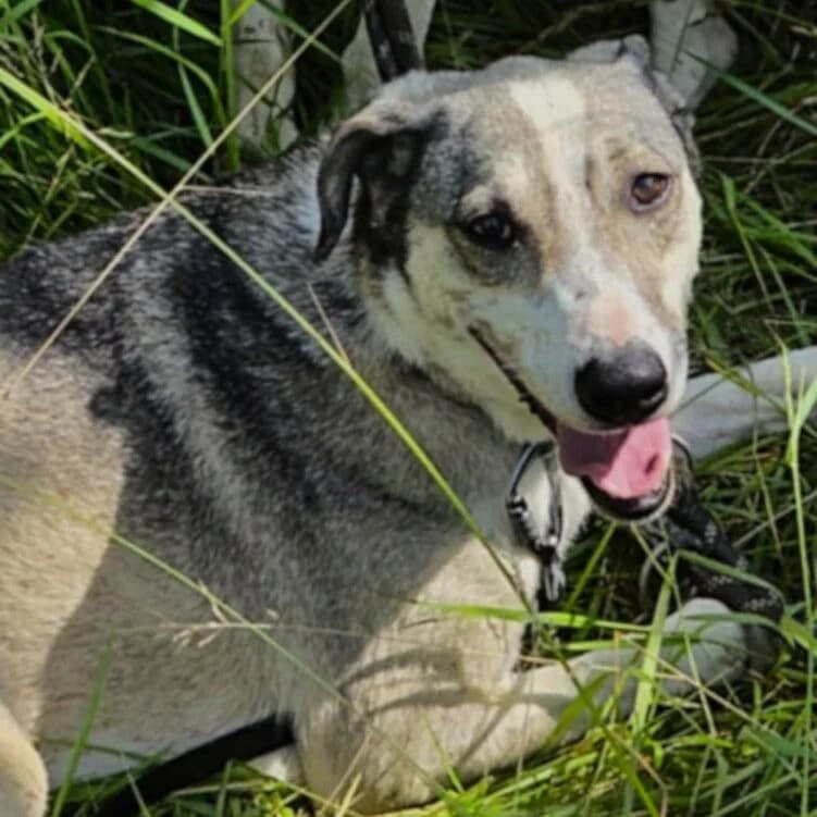 Kelly, female 6yo mixed breed for adoption at SPA Lorraine Amance, Amance