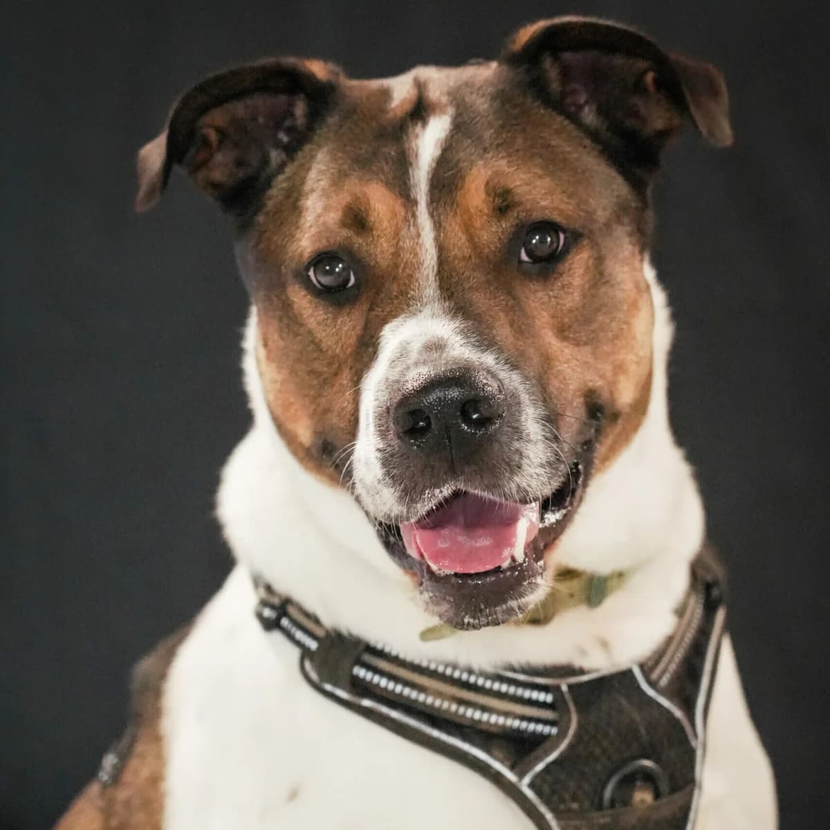 Boyka, male 5yo Mixed Breed for adoption at SPA Lorraine Amance, Amance
