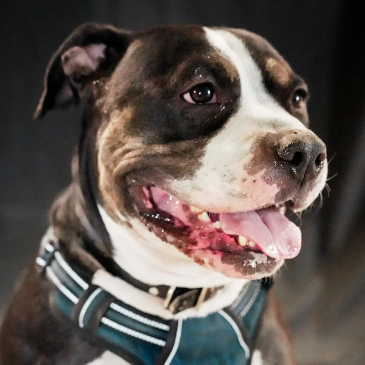 Kaya, male 7yo American Bully for adoption at SPA Lorraine Amance, Amance