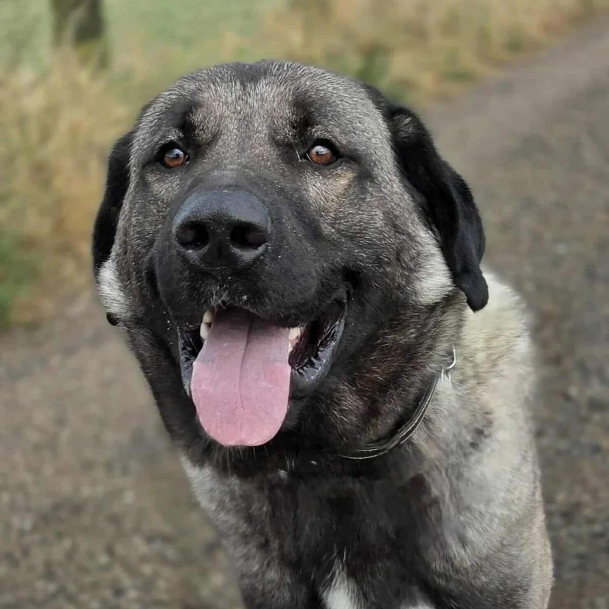 Rocco, male young Mixed Breed for adoption at SPA Lorraine Amance, Amance