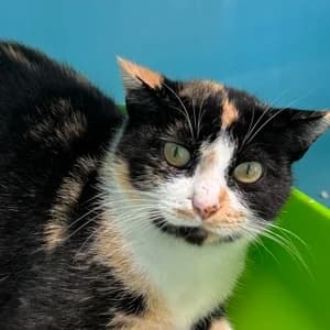 Oriane – FiV +, female 7yo European Shorthair for adoption at SPA Lorraine Amance, Amance