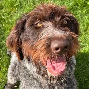 Elrik, male young mixed breed for adoption at SPA Lorraine Amance, Amance