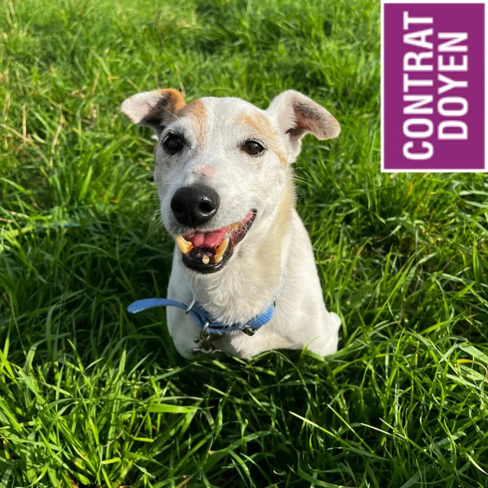 Jackpot, male senior Jack Russell Terrier for adoption at SPA Lorraine Amance, Amance