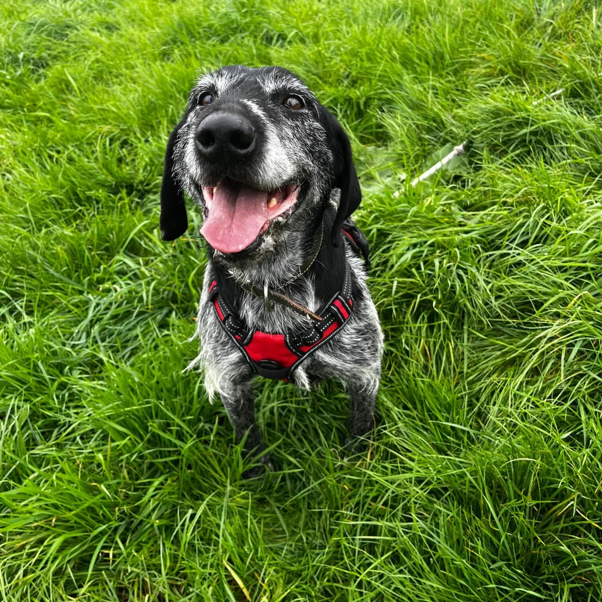 Napoléon, male senior Mixed Breed for adoption at SPA Lorraine Amance, Amance