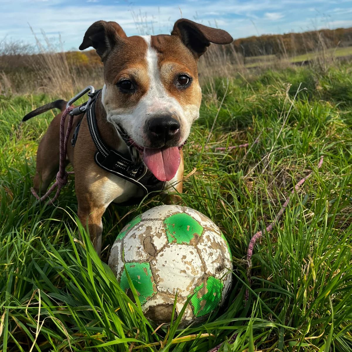 Nuggets, female senior American Staffordshire Terrier for adoption at SPA Lorraine Amance, Amance