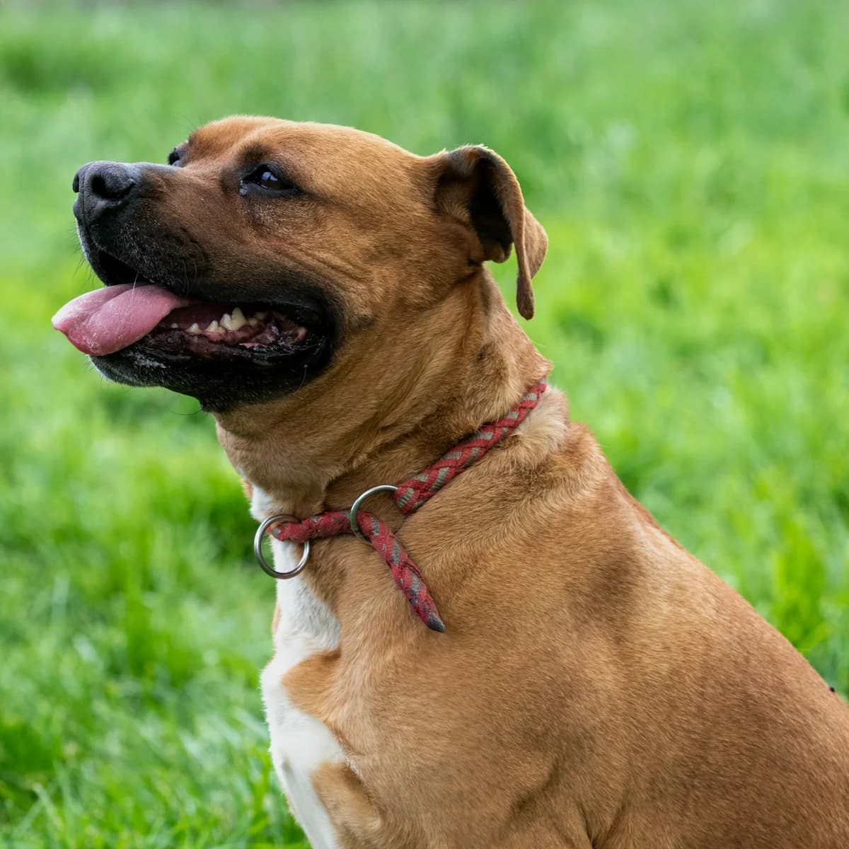 Polo, male senior American Staffordshire Terrier for adoption at SPA Lorraine Amance, Amance