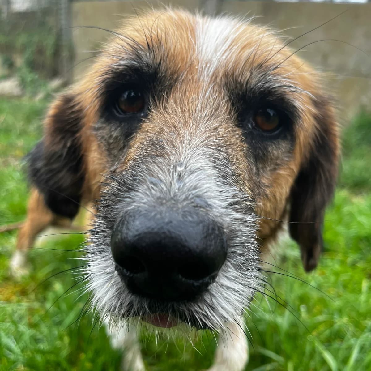 Paco, male 6yo Belgian Malinois for adoption at SPA Lorraine Amance, Amance