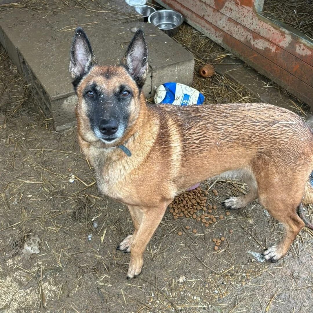 Ruby, female 5yo Belgian Malinois for adoption at SPA Lorraine Amance, Amance