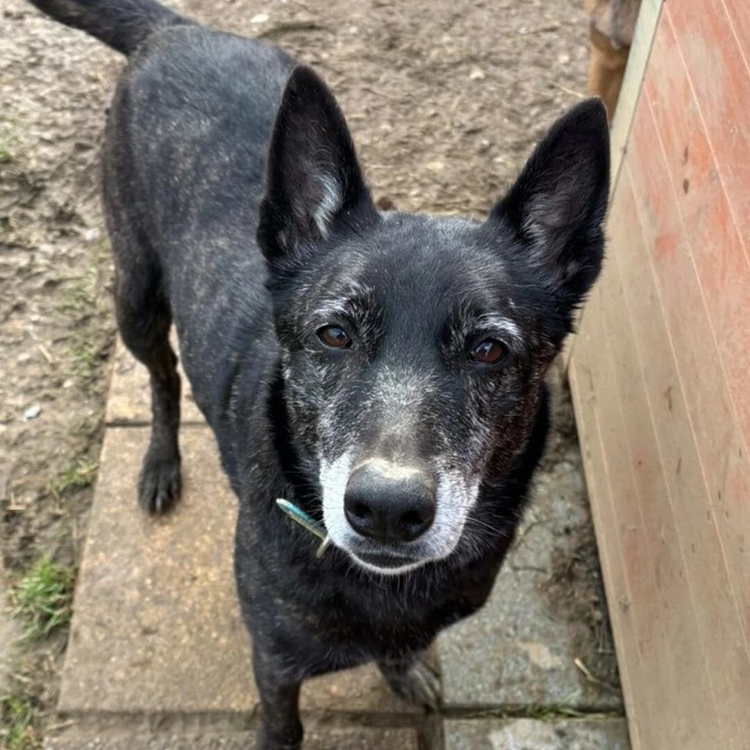 Ola, female senior mixed breed for adoption at SPA Lorraine Amance, Amance