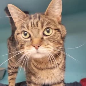 Miriam, female 7yo mixed breed for adoption at SPA Lorraine Amance, Amance