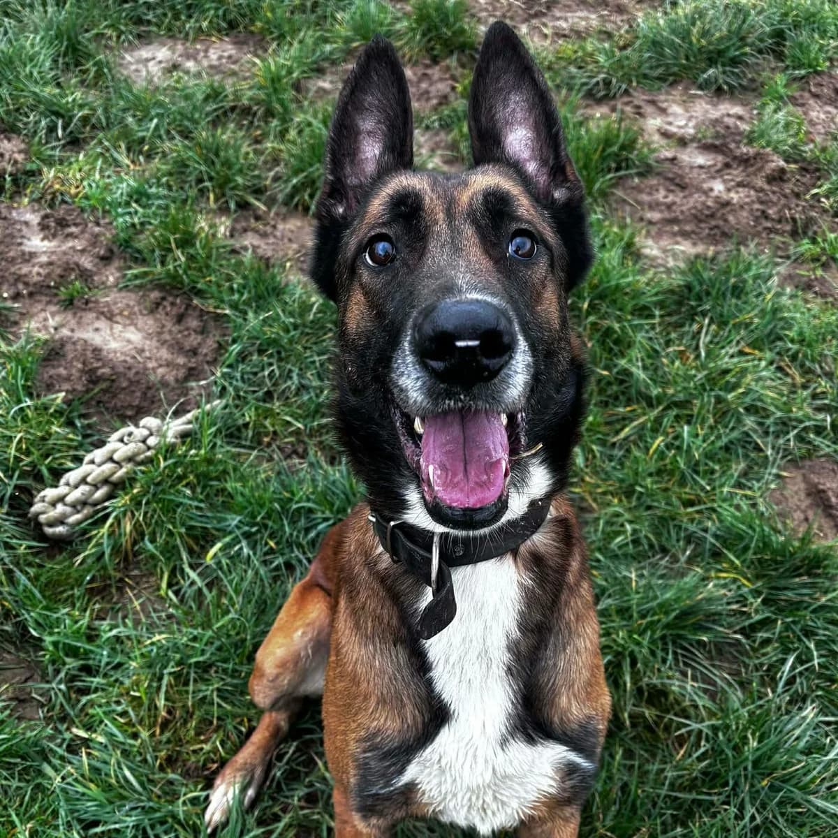 Ace, male 3yo Belgian Malinois for adoption at SPA Lorraine Amance, Amance