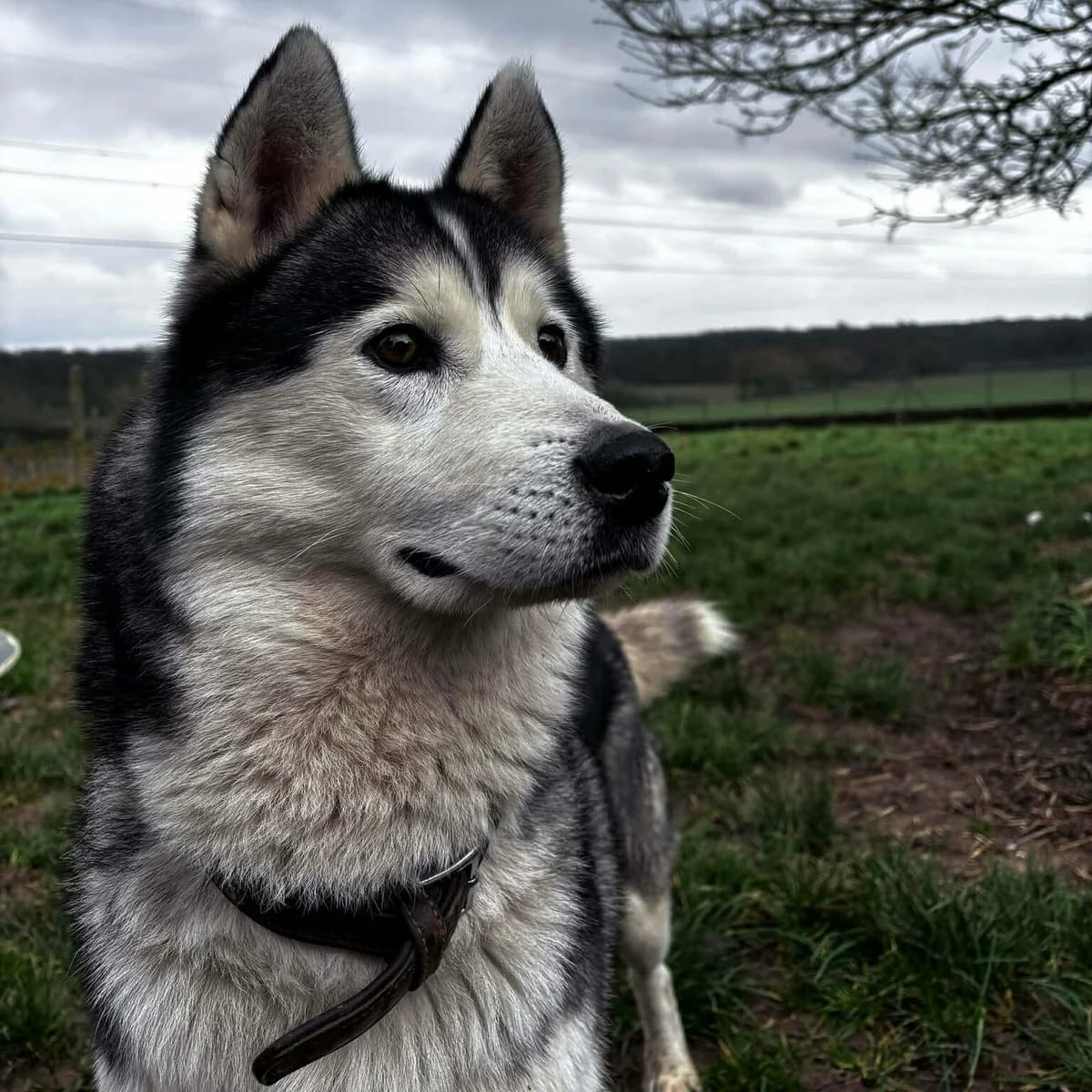 Pongo, male 6yo Husky for adoption at SPA Lorraine Amance, Amance