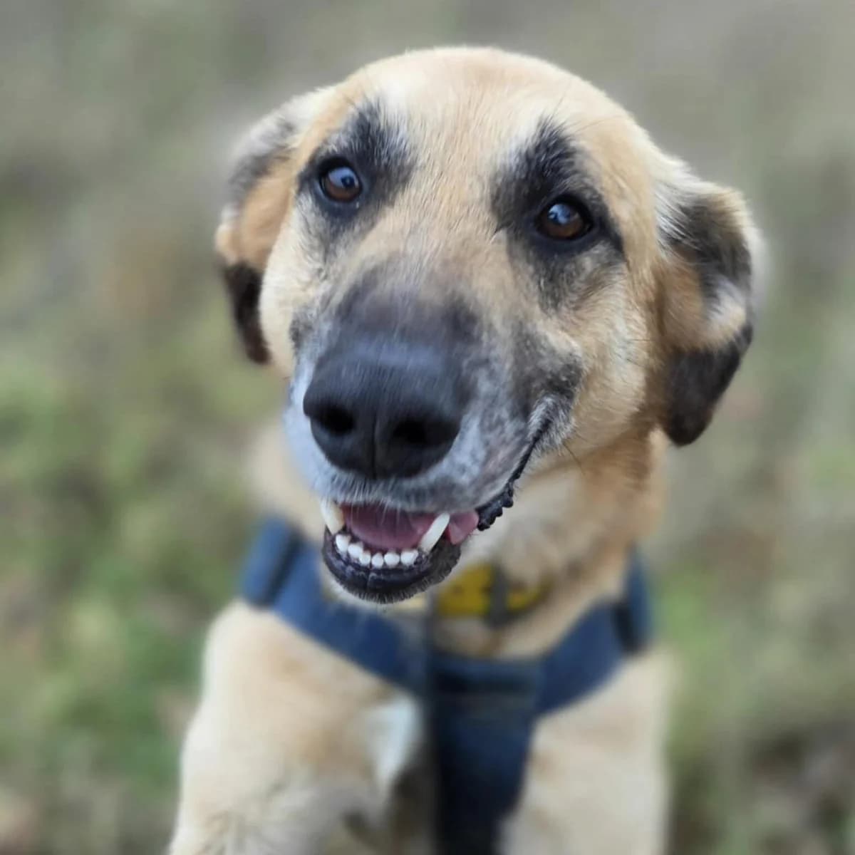 Nimo, male 6yo Belgian Malinois for adoption at SPA Lorraine Amance, Amance