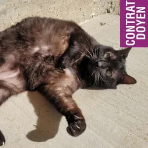 Abysse – Doyen, male senior mixed breed for adoption at SPA Lorraine Amance, Amance