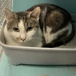 Cracotte, female 3yo Mixed Breed for adoption at SPA Lorraine Amance, Amance