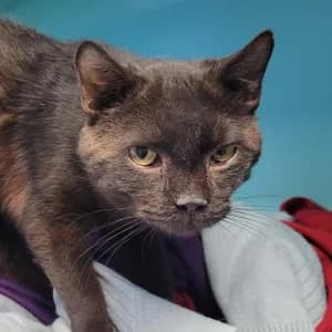 Gothik, male 6yo Mixed Breed for adoption at SPA Lorraine Amance, Amance