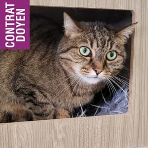 Clementine, female senior mixed breed for adoption at SPA Lorraine Amance, Amance