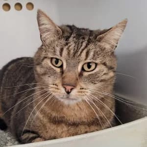 Gamin, male 5yo Mixed Breed for adoption at SPA Lorraine Amance, Amance