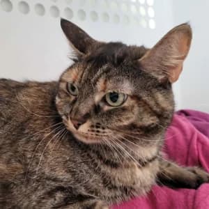 Mafi, female 3yo Mixed Breed for adoption at SPA Lorraine Amance, Amance