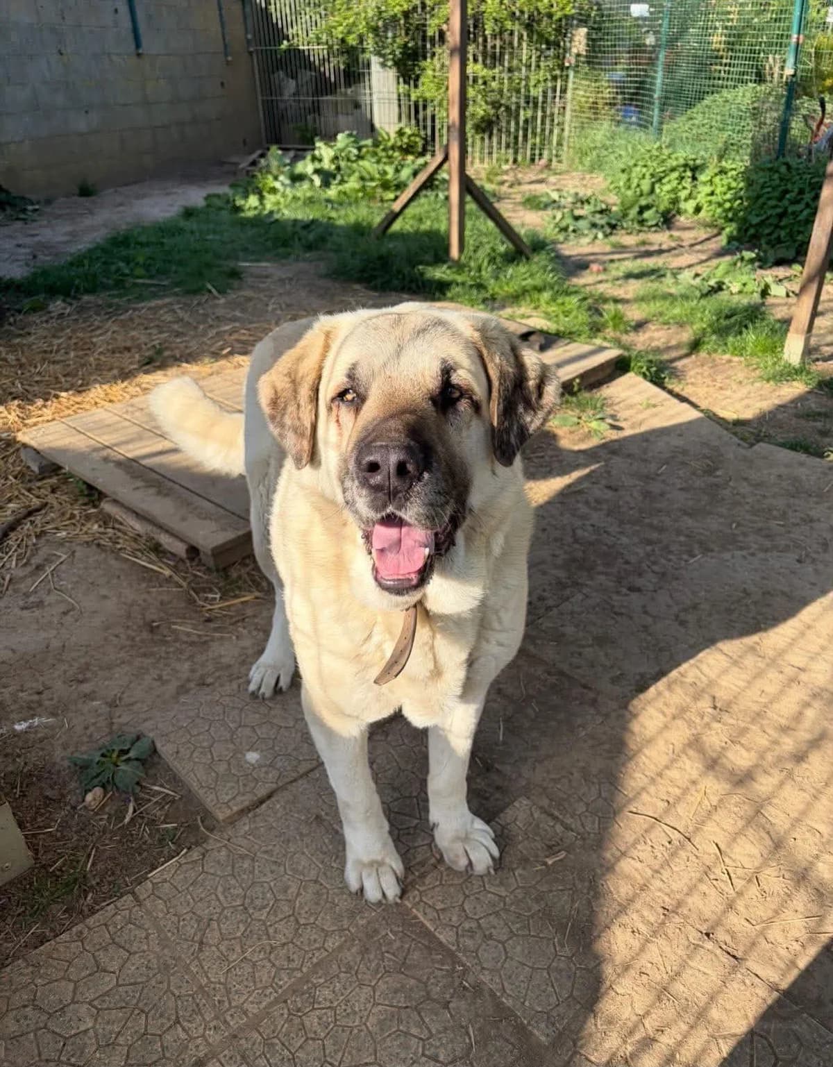 Zeus, male senior mixed breed for adoption at SPA Lorraine Amance, Amance
