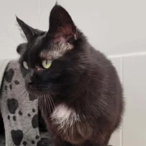 Daisy, female 3yo Mixed Breed for adoption at SPA Lorraine Amance, Amance